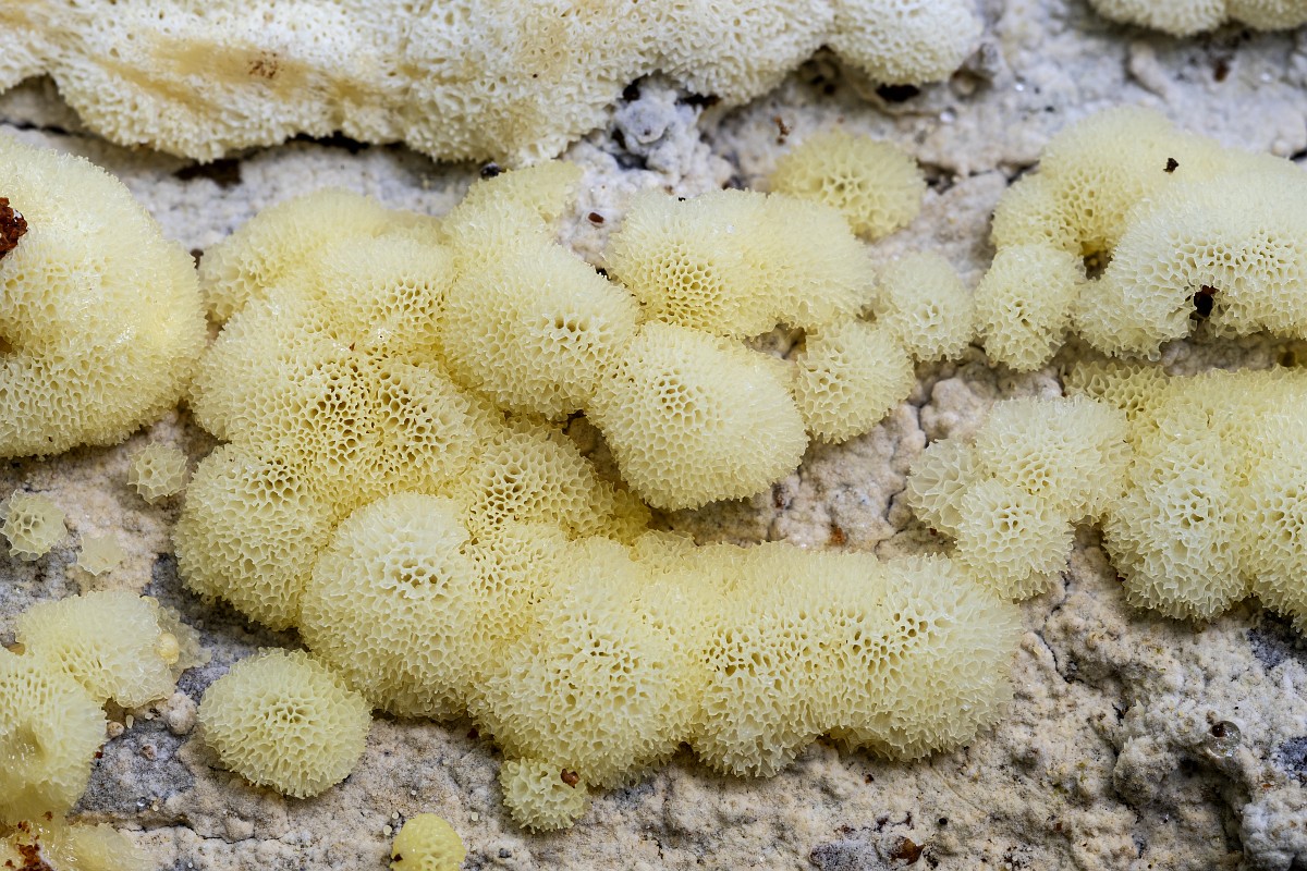 Lomonosovning yalangoch fotosurati Lomonosovning yalangoch fotosurati